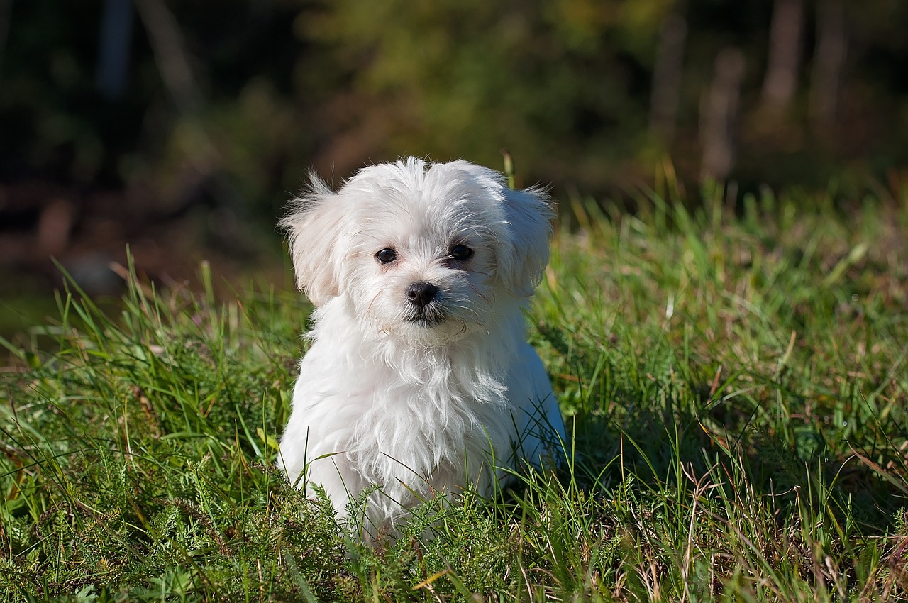 Lucky Pet: Átfogó útmutató kedvenceink gondozásához 1